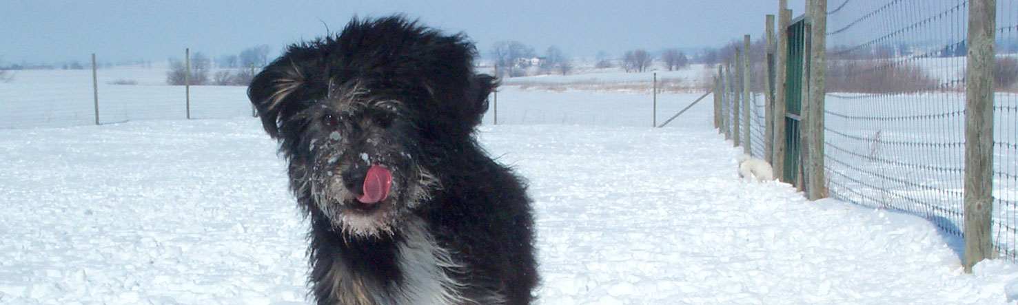 Banner - dog licking his lips