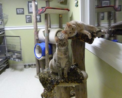 Cats on their perch