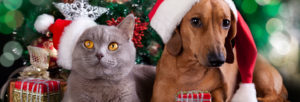 Christmas cat and dog